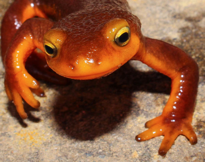 Loading photo of nullius as a newt...
